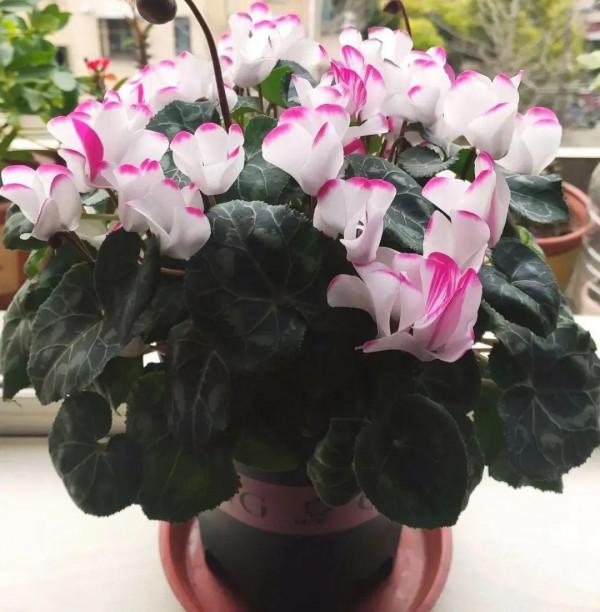 10種旺運花，一個月內要漲價，現在趕緊買