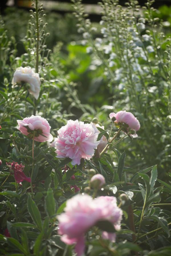 多少人的夢想!湖南姑娘用5年,在新疆禾木打造了個絕美花園 多少人的夢想!湖南姑娘用5年,在新疆禾木打造了個絕美花園