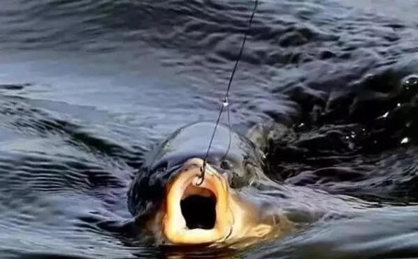 調漂難?掌握這4種方法,調漂變得很簡單,垂釣再也不空軍 調漂難?掌握這4種方法,調漂變得很簡單,垂釣再也不空軍