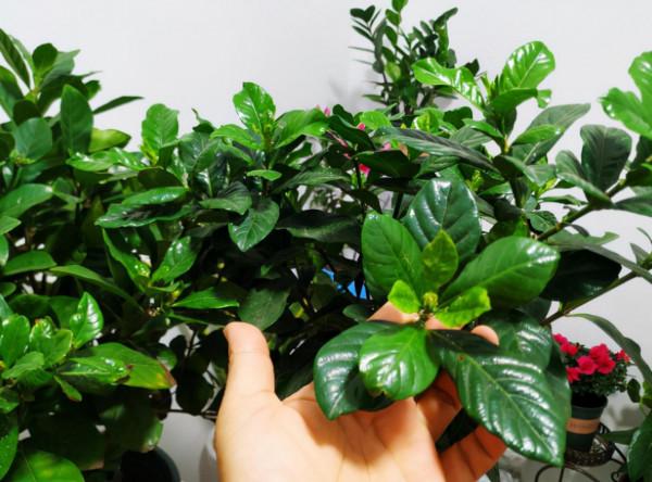 梔子花發財樹很容易黃葉,澆水加上2種“料”,葉片油綠長勢旺 梔子花發財樹很容易黃葉,澆水加上2種“料”,葉片油綠長勢旺