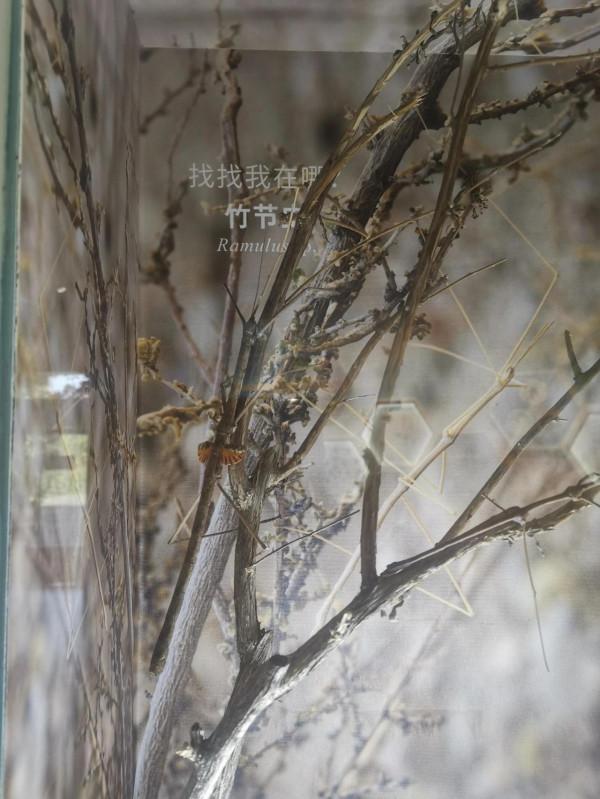 深秋的蝴蝶 深秋的蝴蝶