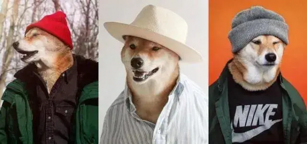 月薪3萬,狗都比你賺得多 月薪3萬,狗都比你賺得多