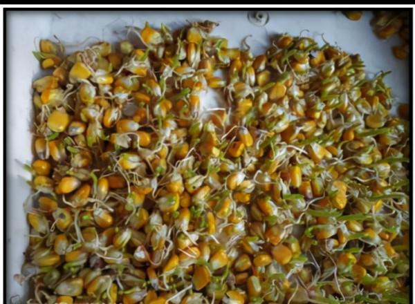 水培玉米苗飼養牛羊 水培玉米苗飼養牛羊