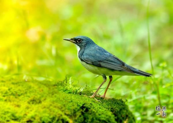藍歌鴝俗稱藍靛槓