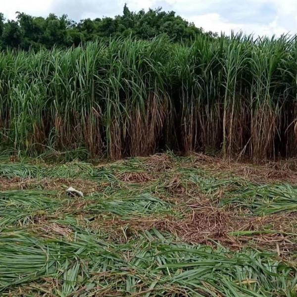 畝產30噸，效益達5千元，種一次可收15年，網友：真的那麼好嗎？