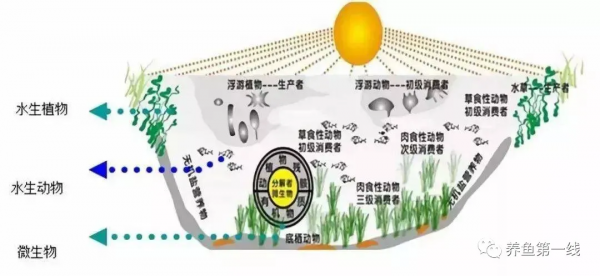 說一說生物的分層現象和水產養殖的分層現象 說一說生物的分層現象和水產養殖的分層現象