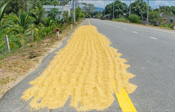 米長了蟲，要拿到太陽下曬曬？正確做法有4招，快回家試試