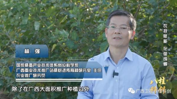 稀奇！廣西的蠶寶寶不吃桑葉