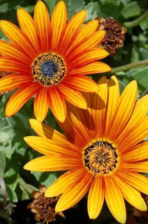 分享：花開並蹄，開得如此燦爛唯美，奇觀美景，令人陶醉