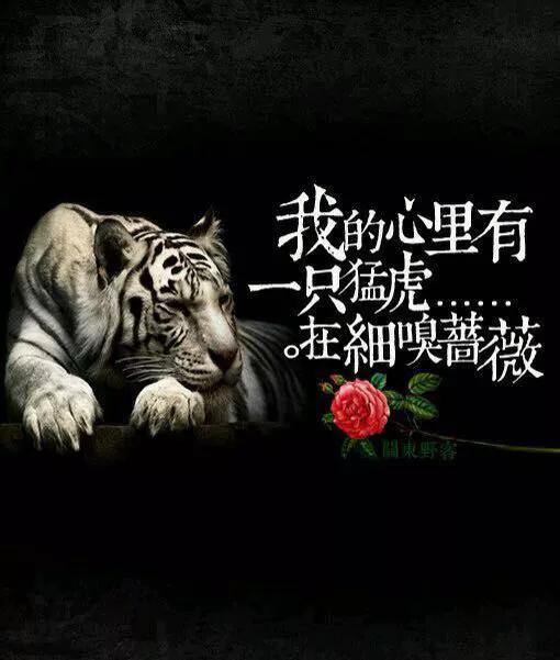 生肖屬虎——心有猛虎，細嗅薔薇