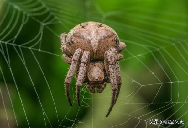 壁虎到底有什麼可怕之處？為何古人將其列入“五毒”之一？