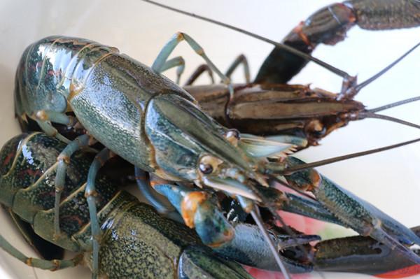 新疆男子沙漠5畝池塘養澳洲淡水蝦,個頭比手掌大,畝利潤達萬元 新疆男子沙漠5畝池塘養澳洲淡水蝦,個頭比手掌大,畝利潤達萬元