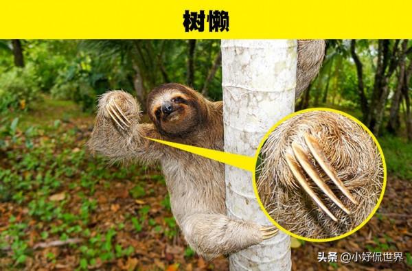 動物冷知識：看似無害和可愛，但會給人類帶來傷害的8種動物