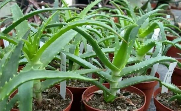 室內養5種花，美觀大方還能“養人”，適合美化家居環境