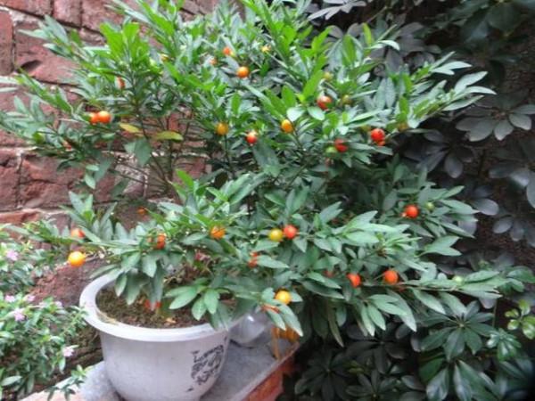 六種帶&OpenCurlyDoubleQuote;毒&rdquo;的花，家裡經常養，越漂亮毒性越大，你養過幾種？