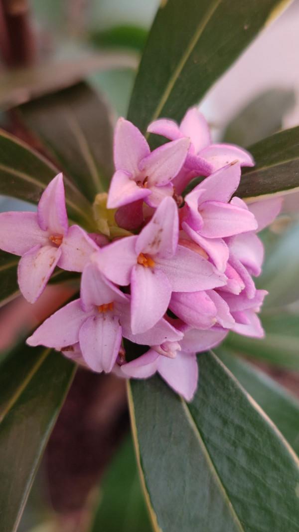 9種花，就怕曬太陽，陰涼地反而長得旺