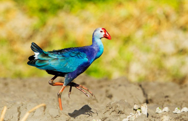 兩種消失在人類&OpenCurlyDoubleQuote;獵槍&rdquo;下的鳥類，新不列顛紫水雞與兼嘴垂耳鴉