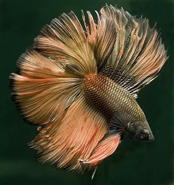 70種珍貴的魚欣賞（圖）