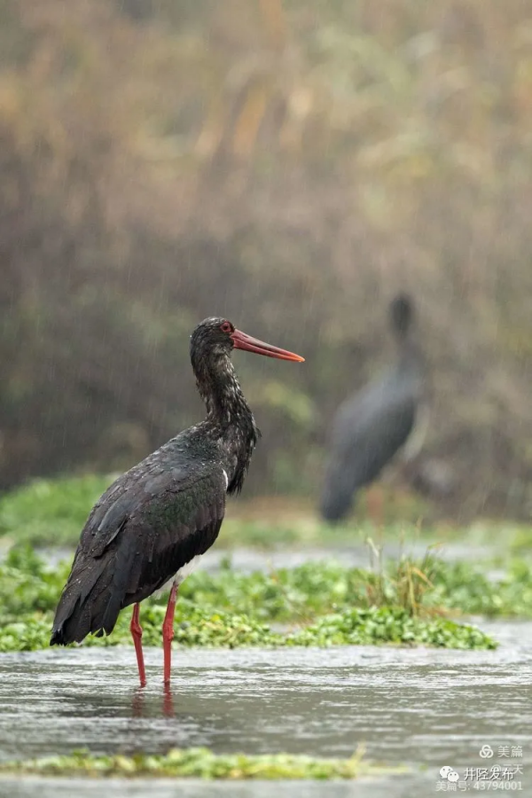 美日一景&CenterDot;井陘美 &vert; 井陘&OpenCurlyDoubleQuote;貴賓&rdquo;！