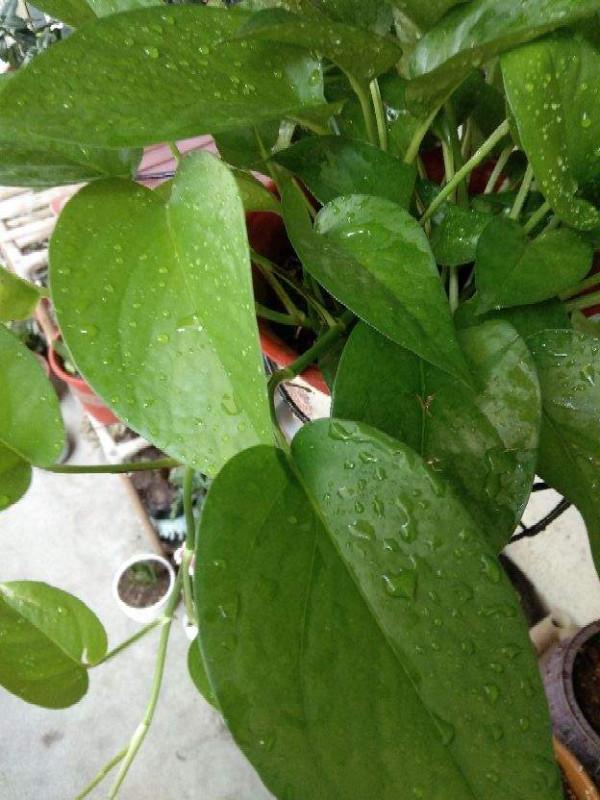 有格調的8種花，養在室內提升氣質，有品味的人都愛養