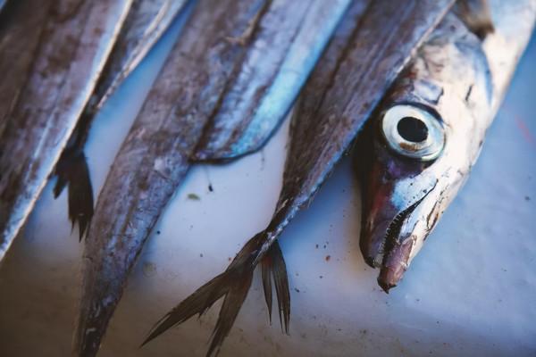 這4種魚平時儘量少吃，或會攜帶甲醛和重金屬，看有你愛吃的嗎？