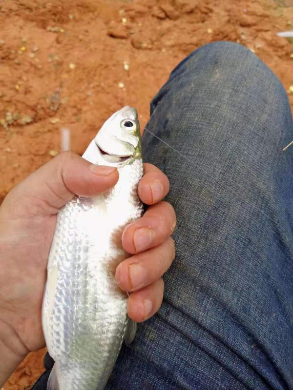 暮春野釣小魚攻略，比大魚好吃，釣個幾斤不是問題