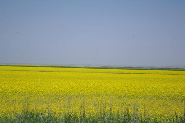 世界最大的軍馬場——山丹軍馬場,現在還在養馬嗎? 世界最大的軍馬場——山丹軍馬場,現在還在養馬嗎?