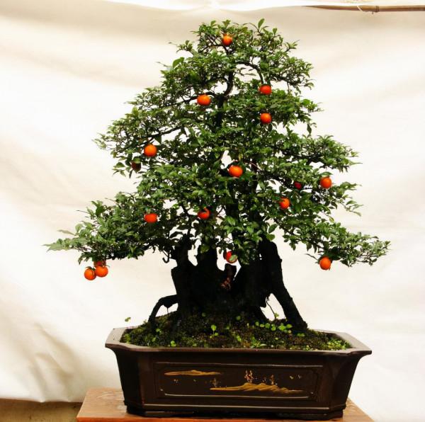 有3種樹價值高，擺在客廳就是“鎮宅木”，養成老樁，盆盆上千