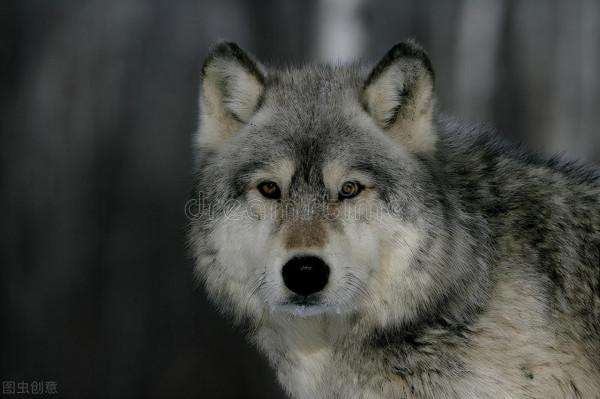 狼群圍困木幫窩棚半月，看守窩棚的兩個山東人靠武術殺狼度日
