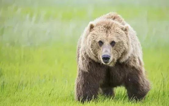川藏線人狼奇緣