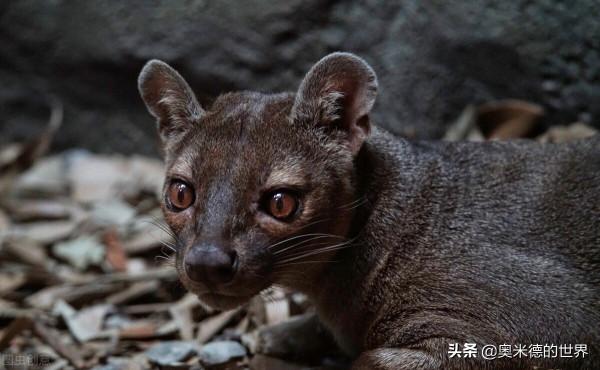 非洲唯一黃面板國家“馬達加斯加”的20個冷知識，你知道幾個？