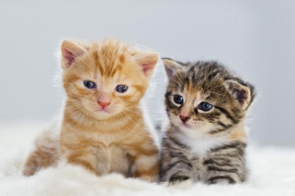 “扮豬吃老虎”,看似呆萌無害的4種動物,卻有著兇狠的一面 “扮豬吃老虎”,看似呆萌無害的4種動物,卻有著兇狠的一面