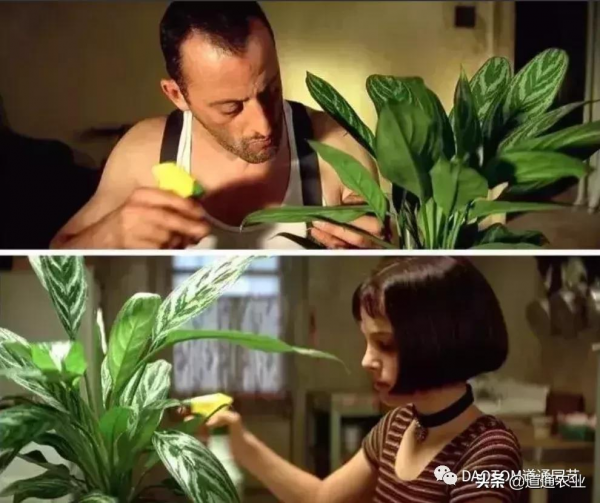 花友的假期影單推薦:這幾部園藝主題電影希望能治癒你的心 花友的假期影單推薦:這幾部園藝主題電影希望能治癒你的心