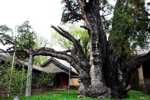 河南熱門旅遊景點 嵩陽書院旅遊攻略 低音號免費語音導遊