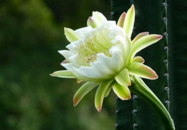 這6種花平時醜得沒人看，但只要一開花，誰看了都說美