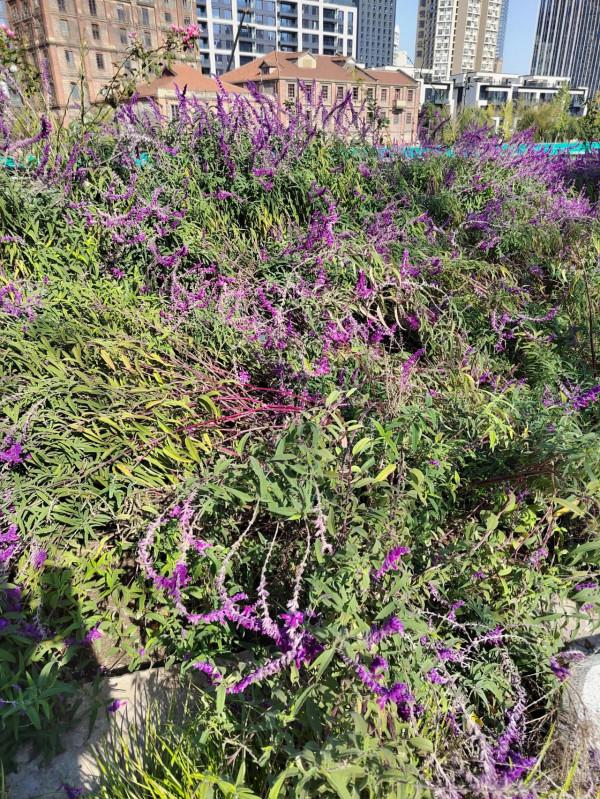 在生命的最後可以去哪裡