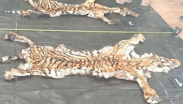 泰國野生老虎疑似因吃村民家牛 被剝皮拆骨