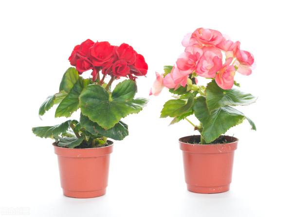 太實用了！45種常見植物養殖方法大全