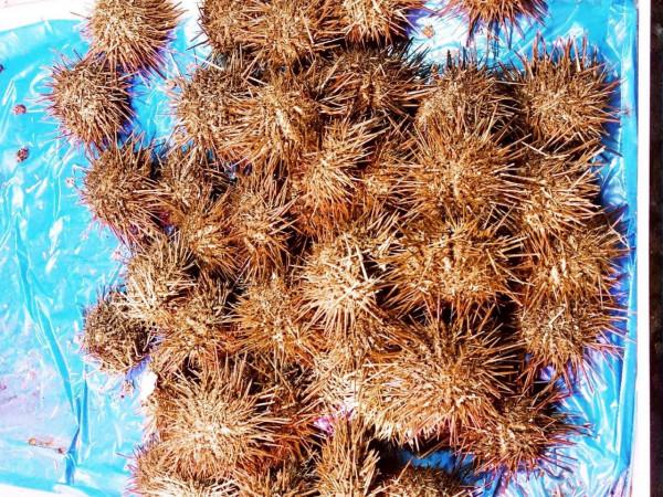 大連最著名的10大海鮮,吃過5種就很“牛”,全吃過的必是本地人 大連最著名的10大海鮮,吃過5種就很“牛”,全吃過的必是本地人