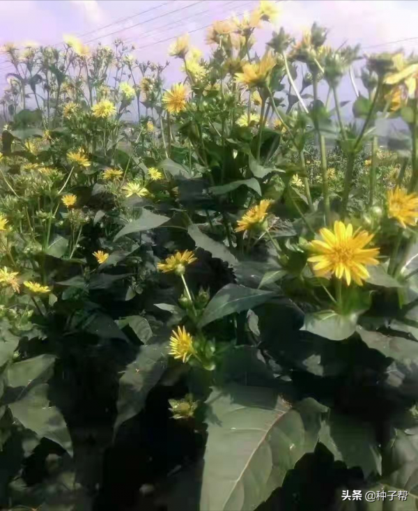 能收割15年的大葉蛋白菊，被人吹捧的很厲害，它究竟是一種什麼草