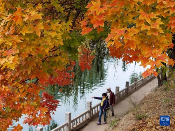秋染京城 美景如畫