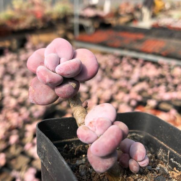 「奇聞異錄」美物使人愉悅：來自多肉的“自拍”