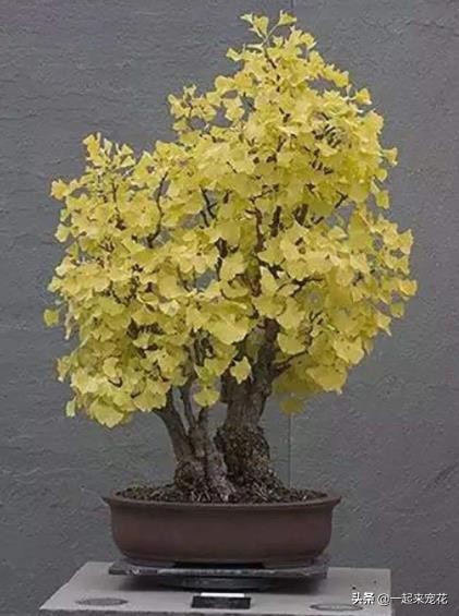 家門口種上4種樹，好養好看寓意好，聰明人都喜歡養幾盆