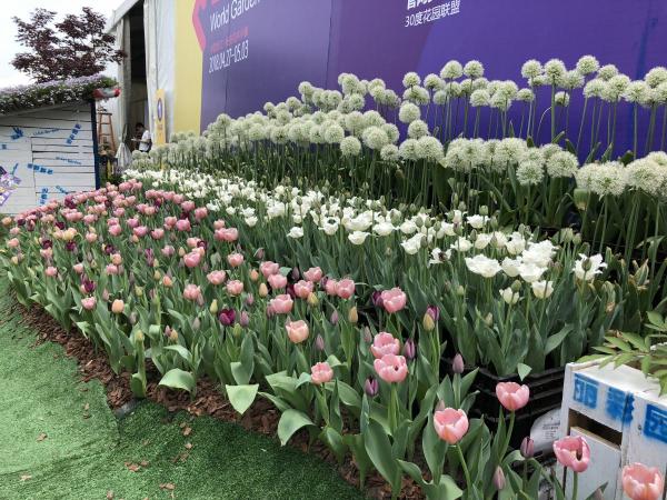 路邊的野花不要採：這4種路邊花，好看卻不可觸碰