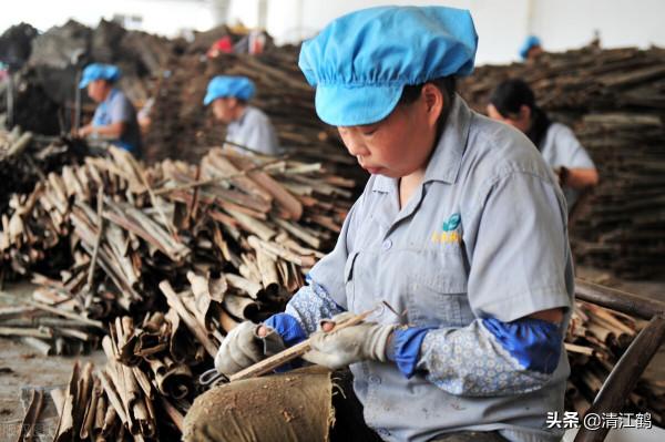 植樹也有";竅門";:單一樹種人工種植弊端多,混植";三木";速生效益好 植樹也有";竅門";:單一樹種人工種植弊端多,混植";三木";速生效益好