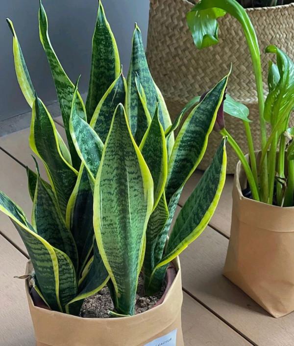 這些“垃圾”不要扔，用來養花效果好，既環保又省錢