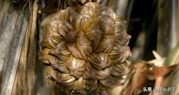 去海南旅遊別踩坑！這5樣水果太奇葩，外形漂亮，但味道難以描述