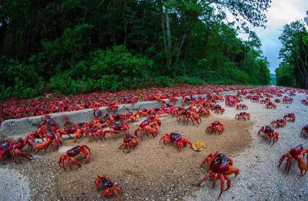 澳大利亞聖誕島：華人最多的地方，7成島民都是清朝礦工後代