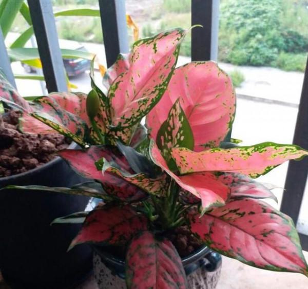 7種“轉運花”，家裡養一盆，漂亮又吉利，還有好運氣