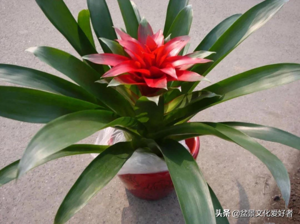 這8種盆景,養家裡寓意“吉祥”,財旺貴人來!難怪有錢人都會種 這8種盆景,養家裡寓意“吉祥”,財旺貴人來!難怪有錢人都會種